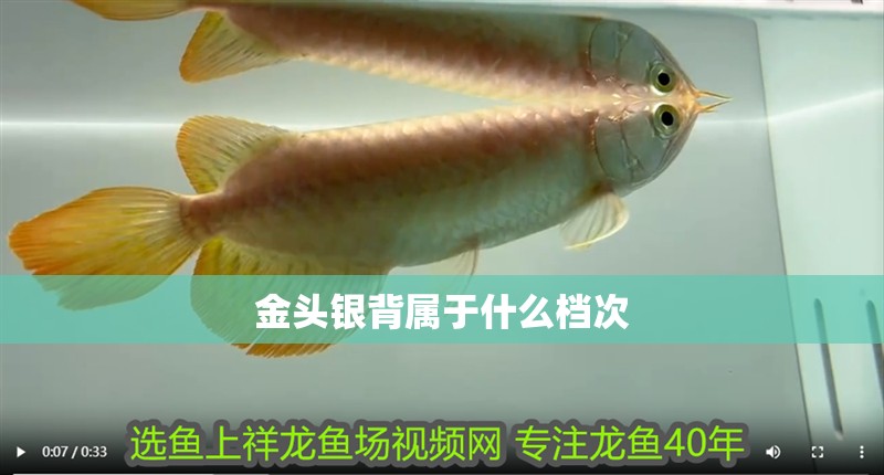 金頭銀背屬于什么檔次