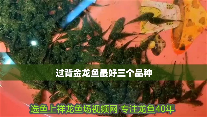 過背金龍魚最好三個品種