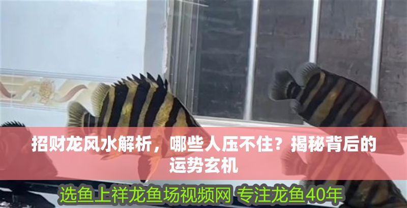 招財(cái)龍風(fēng)水解析，哪些人壓不住？揭秘背后的運(yùn)勢玄機(jī)