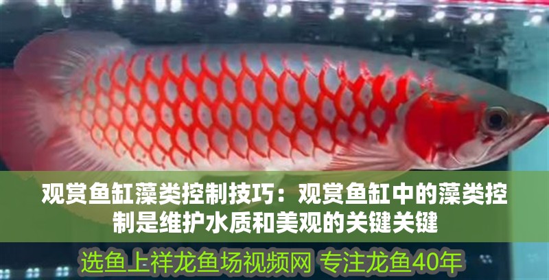 觀賞魚缸藻類控制技巧：觀賞魚缸中的藻類控制是維護(hù)水質(zhì)和美觀的關(guān)鍵關(guān)鍵