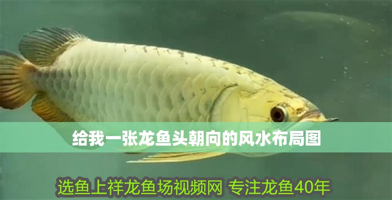 給我一張龍魚頭朝向的風水布局圖