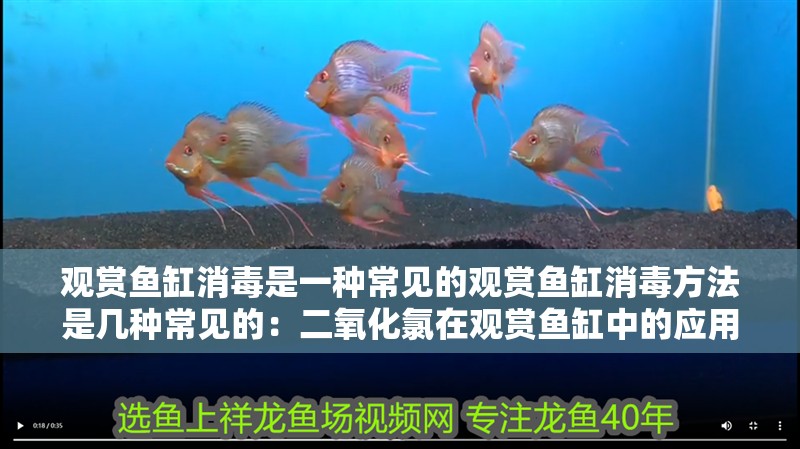 觀賞魚缸消毒是一種常見的觀賞魚缸消毒方法是幾種常見的：二氧化氯在觀賞魚缸中的應(yīng)用 觀賞魚缸消毒是一種常見的觀賞魚缸消毒方法是幾種常見的：二氧化氯在觀賞魚缸中的應(yīng)用 魚缸百科