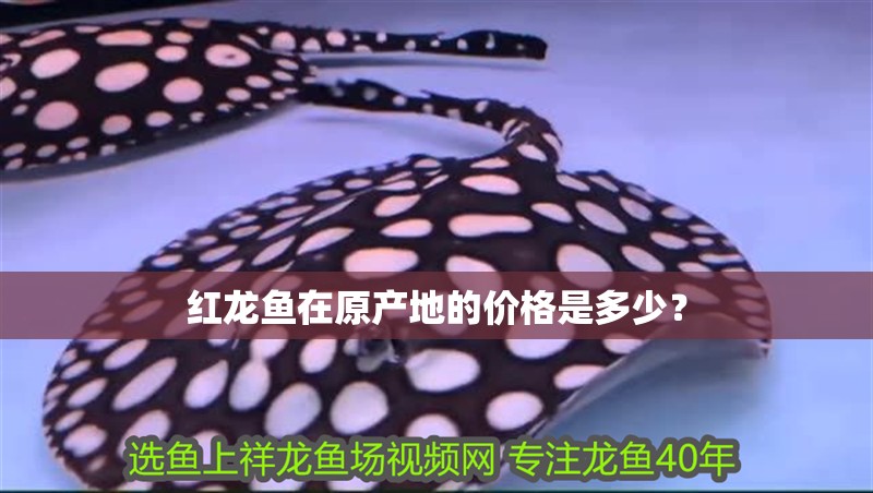 紅龍魚在原產地的價格是多少？