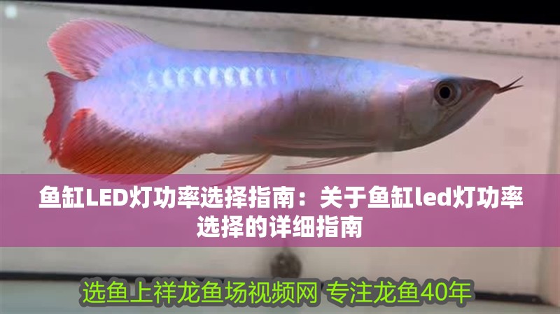 魚缸LED燈功率選擇指南：關(guān)于魚缸led燈功率選擇的詳細(xì)指南 魚缸LED燈功率選擇指南：關(guān)于魚缸led燈功率選擇的詳細(xì)指南 魚缸百科