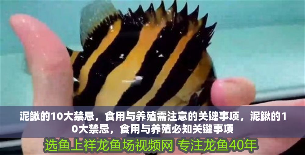 泥鰍的10大禁忌，食用與養殖需注意的關鍵事項，泥鰍的10大禁忌，食用與養殖必知關鍵事項 泥鰍的10大禁忌，食用與養殖需注意的關鍵事項，泥鰍的10大禁忌，食用與養殖必知關鍵事項 龍魚百科 第1張