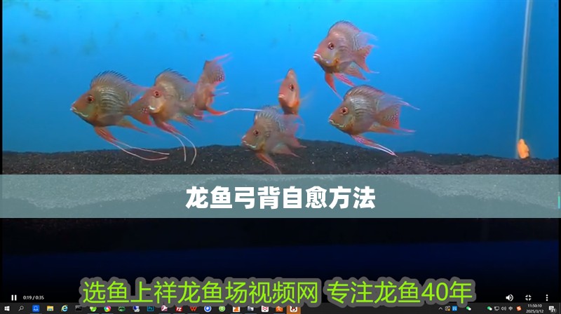 龍魚弓背自愈方法