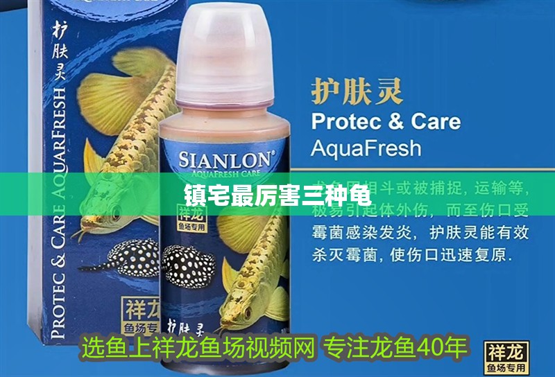 鎮宅最厲害三種龜 鎮宅最厲害三種龜 龍魚論壇