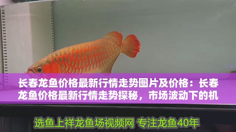 長春龍魚價格最新行情走勢圖片及價格：長春龍魚價格最新行情走勢探秘，市場波動下的機遇與挑戰