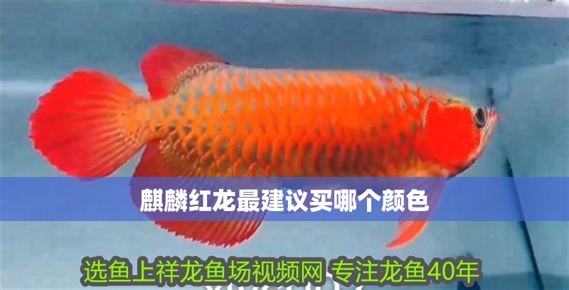 麒麟紅龍最建議買哪個顏色