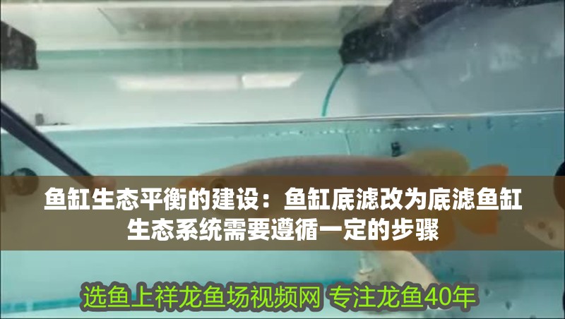 魚缸生態平衡的建設：魚缸底濾改為底濾魚缸生態系統需要遵循一定的步驟