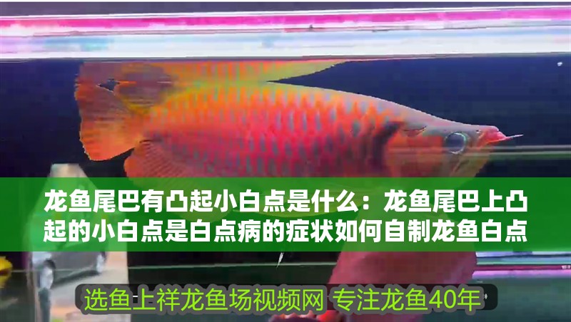 龍魚(yú)尾巴有凸起小白點(diǎn)是什么：龍魚(yú)尾巴上凸起的小白點(diǎn)是白點(diǎn)病的癥狀如何自制龍魚(yú)白點(diǎn)病藥浴液