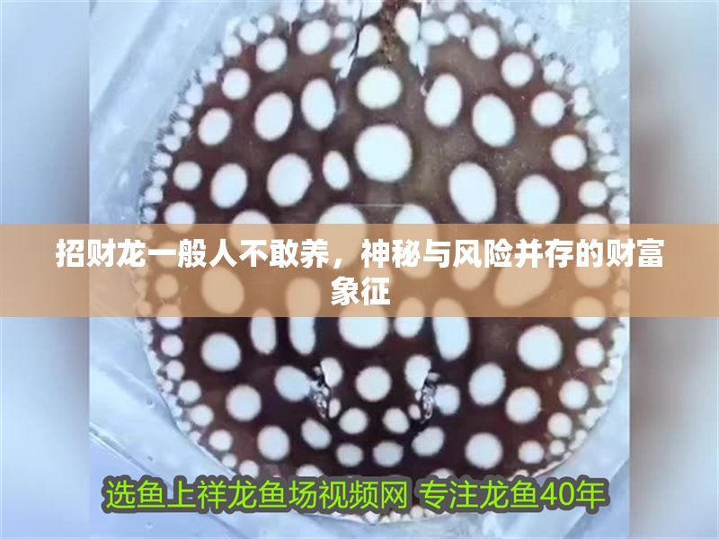 招財龍一般人不敢養，神秘與風險并存的財富象征