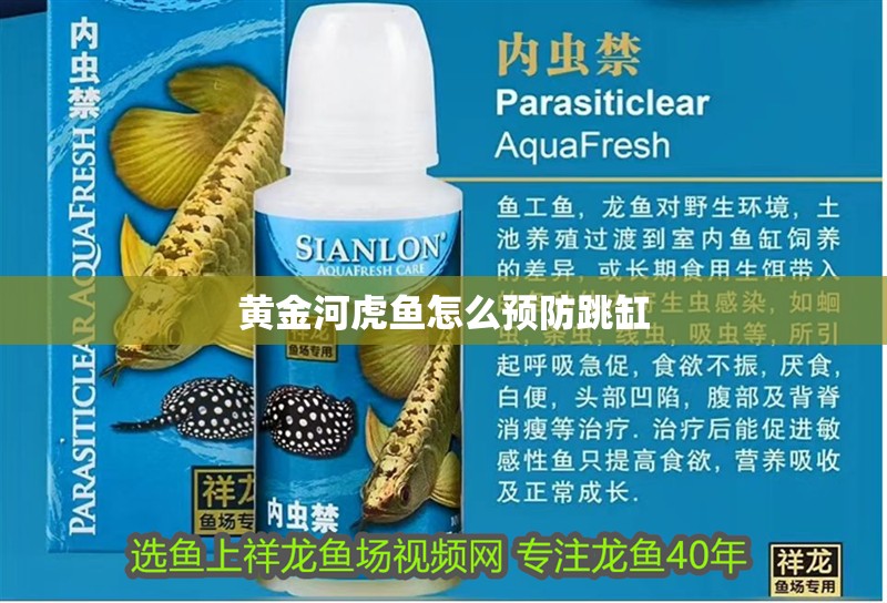 黃金河虎魚怎么預防跳缸