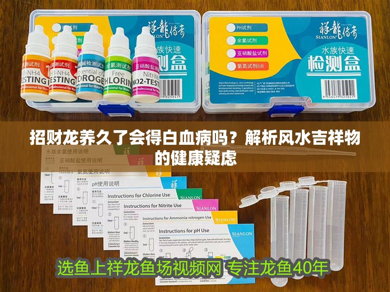 招財(cái)龍養(yǎng)久了會(huì)得白血病嗎？解析風(fēng)水吉祥物的健康疑慮