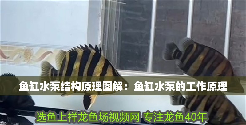 魚缸水泵結構原理圖解：魚缸水泵的工作原理