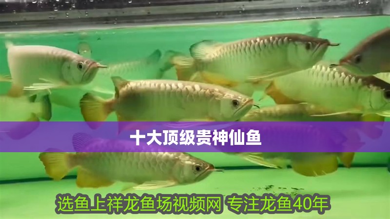 十大頂級貴神仙魚