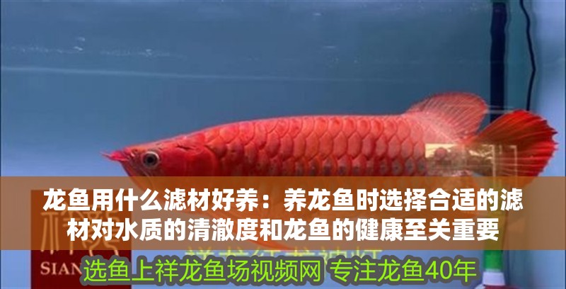 龍魚用什么濾材好養(yǎng)：養(yǎng)龍魚時(shí)選擇合適的濾材對水質(zhì)的清澈度和龍魚的健康至關(guān)重要 龍魚用什么濾材好養(yǎng)：養(yǎng)龍魚時(shí)選擇合適的濾材對水質(zhì)的清澈度和龍魚的健康至關(guān)重要 龍魚百科