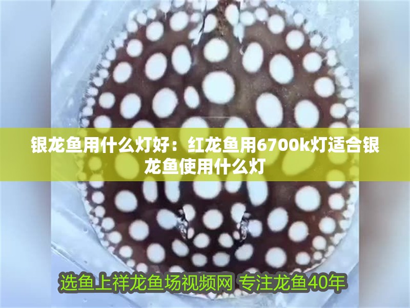 銀龍魚用什么燈好：紅龍魚用6700k燈適合銀龍魚使用什么燈