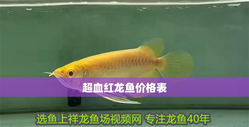 超血紅龍魚價(jià)格表