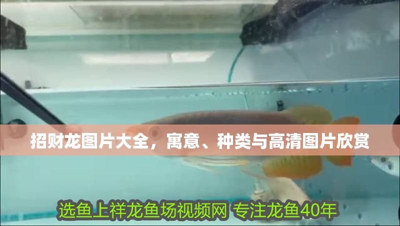 招財龍圖片大全，寓意、種類與高清圖片欣賞