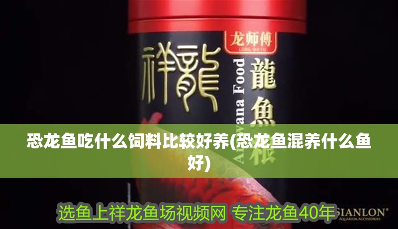 恐龍魚吃什么飼料比較好養(yǎng)(恐龍魚混養(yǎng)什么魚好)