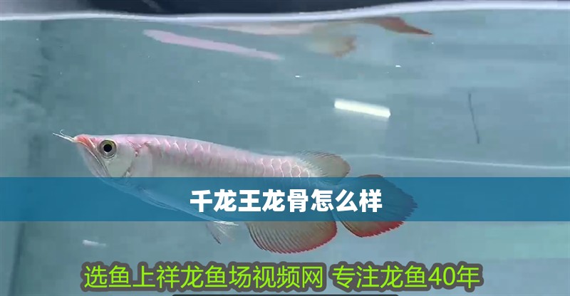 千龍王龍骨怎么樣