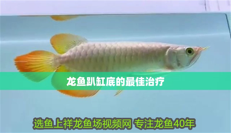 龍魚趴缸底的最佳治療