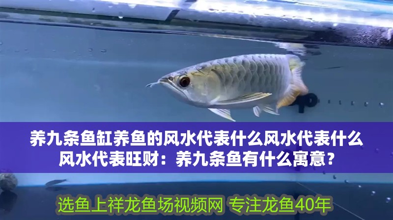 養九條魚缸養魚的風水代表什么風水代表什么風水代表旺財：養九條魚有什么寓意？ 養九條魚缸養魚的風水代表什么風水代表什么風水代表旺財：養九條魚有什么寓意？ 魚缸百科