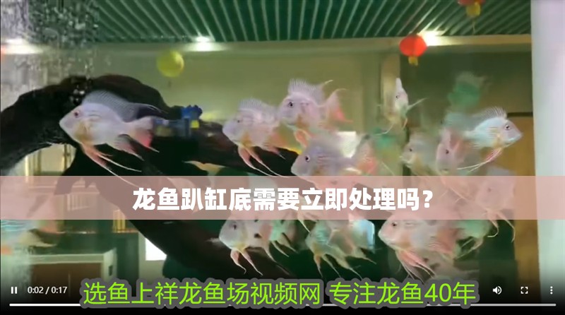 龍魚(yú)趴缸底需要立即處理嗎？
