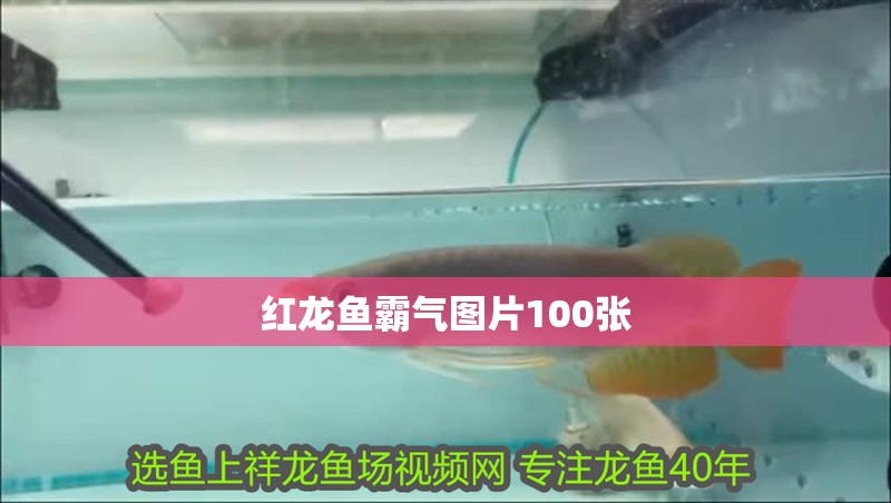 紅龍魚霸氣圖片100張