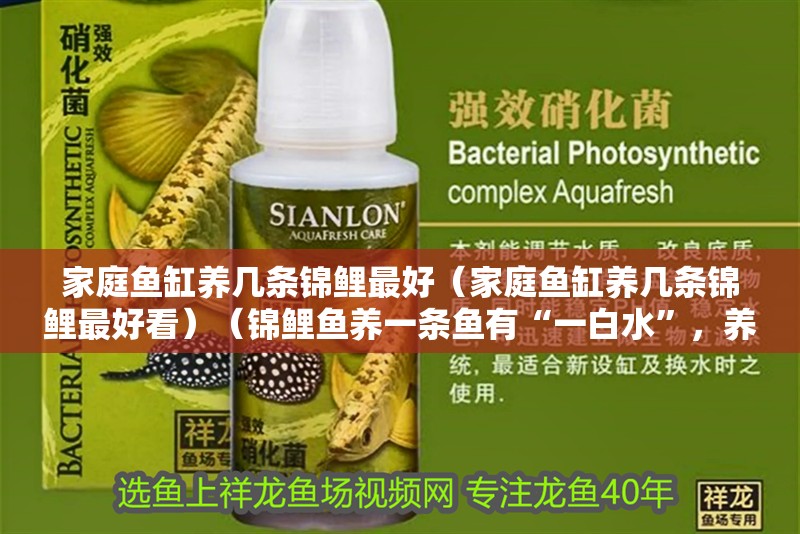 家庭魚缸養(yǎng)幾條錦鯉最好（家庭魚缸養(yǎng)幾條錦鯉最好看）（錦鯉魚養(yǎng)一條魚有“一白水”，養(yǎng)幾條好一般來說，寓意旺財）