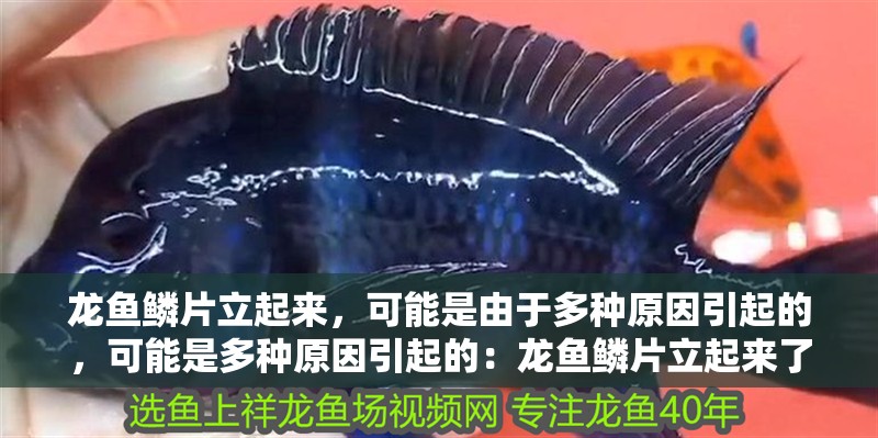 龍魚鱗片立起來，可能是由于多種原因引起的，可能是多種原因引起的：龍魚鱗片立起來了還能吃嗎 龍魚鱗片立起來，可能是由于多種原因引起的，可能是多種原因引起的：龍魚鱗片立起來了還能吃嗎 龍魚百科