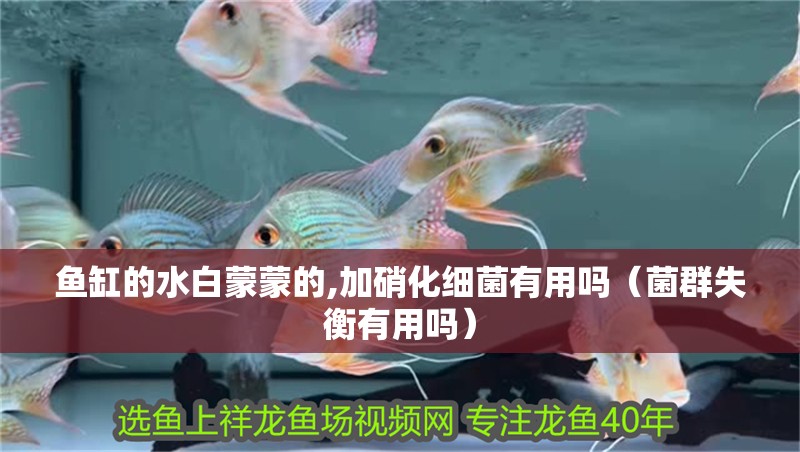 魚缸的水白蒙蒙的,加硝化細菌有用嗎（菌群失衡有用嗎） 魚缸的水白蒙蒙的,加硝化細菌有用嗎（菌群失衡有用嗎） 魚缸百科