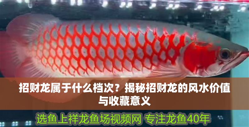 招財龍屬于什么檔次？揭秘招財龍的風水價值與收藏意義