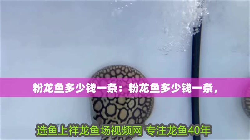 粉龍魚多少錢一條：粉龍魚多少錢一條，