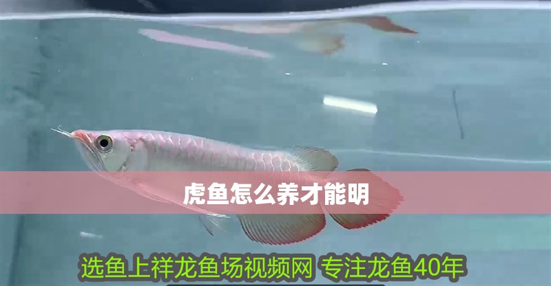 虎魚怎么養才能明