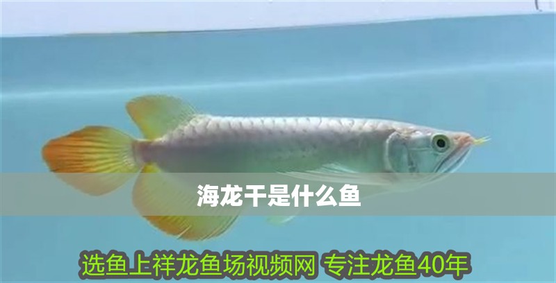 海龍干是什么魚 海龍干是什么魚 龍魚論壇