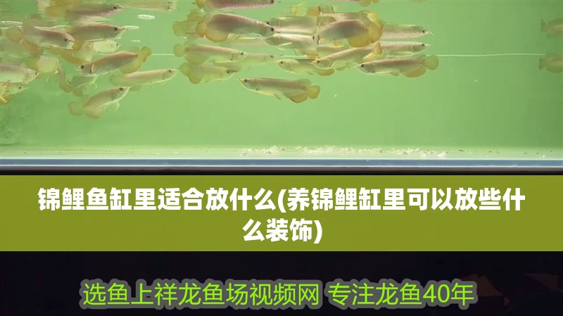錦鯉魚缸里適合放什么(養錦鯉缸里可以放些什么裝飾)