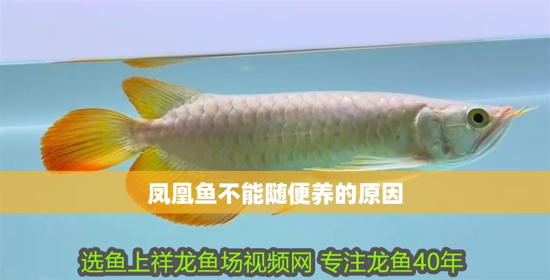 鳳凰魚不能隨便養的原因 鳳凰魚不能隨便養的原因 龍魚論壇