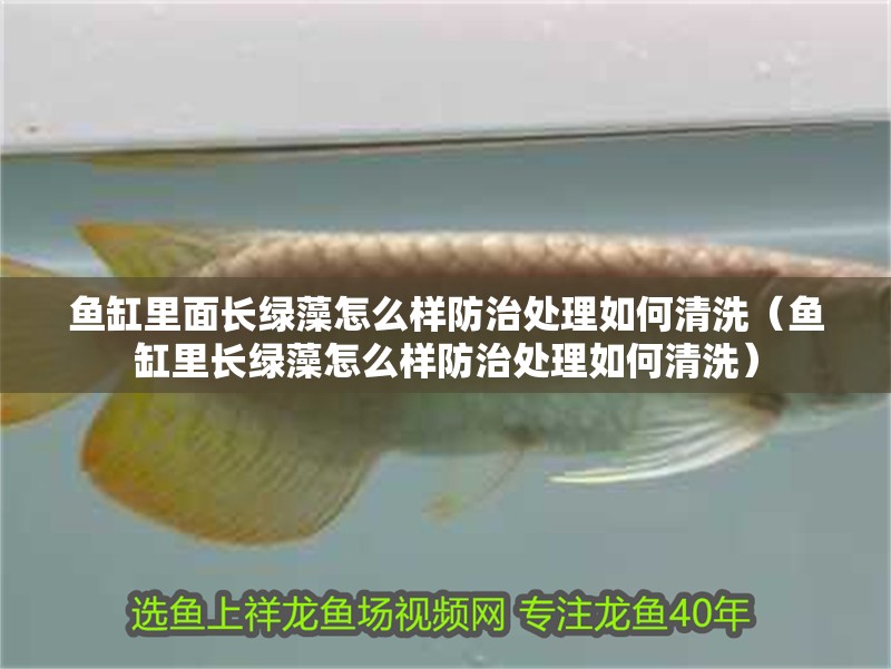 魚缸里面長綠藻怎么樣防治處理如何清洗（魚缸里長綠藻怎么樣防治處理如何清洗）