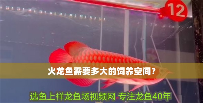 火龍魚需要多大的飼養空間？ 火龍魚需要多大的飼養空間？ 龍魚論壇