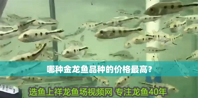 哪種金龍魚品種的價(jià)格最高？