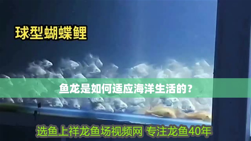 魚龍是如何適應(yīng)海洋生活的？