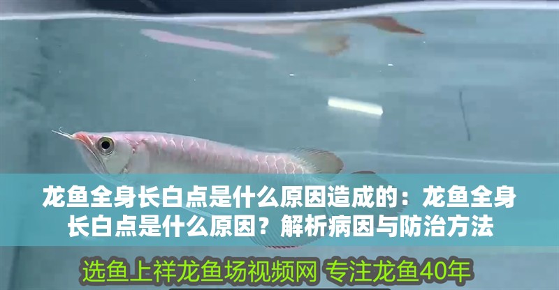 龍魚全身長白點是什么原因造成的：龍魚全身長白點是什么原因？解析病因與防治方法 龍魚全身長白點是什么原因造成的：龍魚全身長白點是什么原因？解析病因與防治方法 龍魚百科