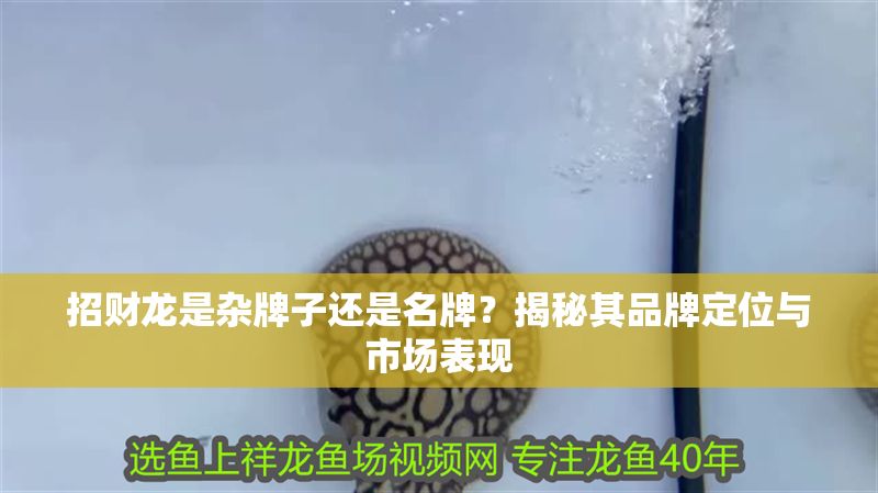 招財龍是雜牌子還是名牌？揭秘其品牌定位與市場表現