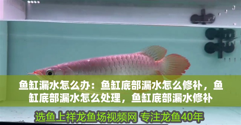 魚缸漏水怎么辦：魚缸底部漏水怎么修補，魚缸底部漏水怎么處理，魚缸底部漏水修補