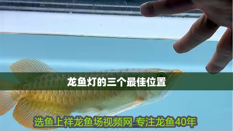 龍魚燈的三個(gè)最佳位置