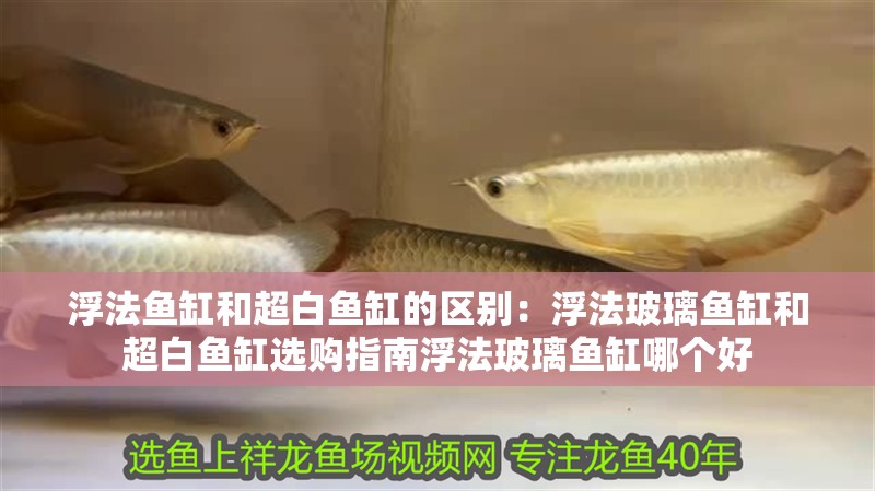 浮法魚缸和超白魚缸的區(qū)別：浮法玻璃魚缸和超白魚缸選購指南浮法玻璃魚缸哪個好