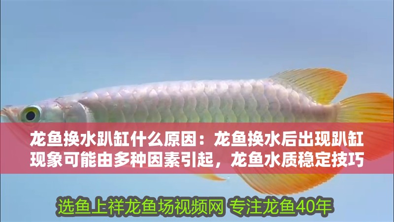 龍魚換水趴缸什么原因：龍魚換水后出現趴缸現象可能由多種因素引起，龍魚水質穩定技巧分享