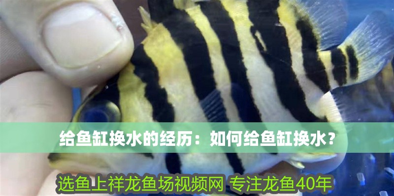 給魚缸換水的經歷：如何給魚缸換水？